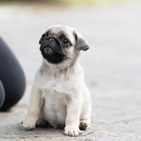 Carlino- Cucciolo Allevamento ENCI-FCI