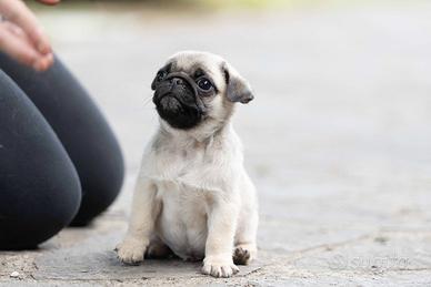 Carlino- Cucciolo Allevamento ENCI-FCI