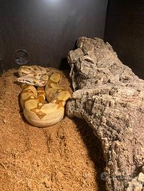 Boa constrictor imperator femmina