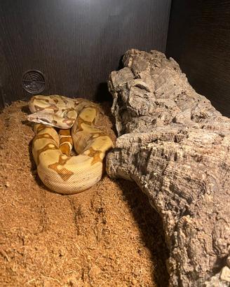 Boa constrictor imperator femmina