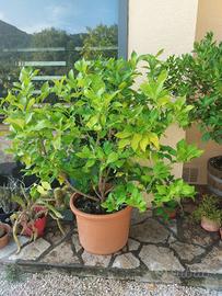 pianta di limoni