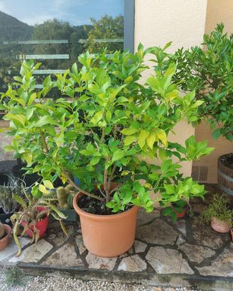 pianta di limoni
