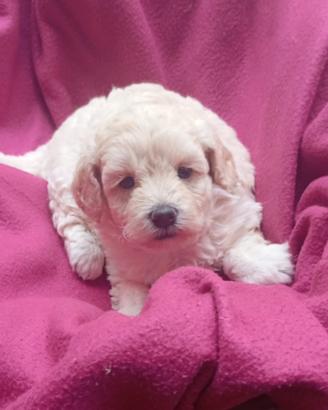 Cuccioli maltipo nati in casa