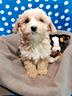 maltipoo-cuccioli-maschi