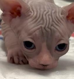 Cuccioli Sphynx
