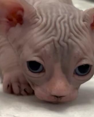 Cuccioli Sphynx