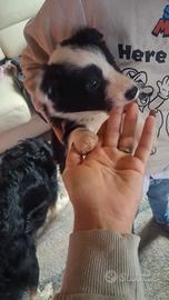 Cuccioli puri border collie