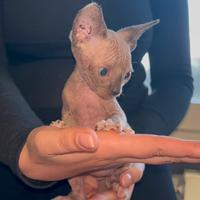 Cuccioli Sphynx
