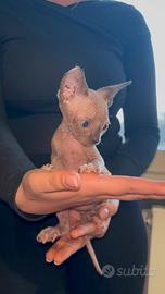 Cuccioli Sphynx