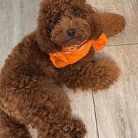 Accoppiamento/monta Barboncino nano Red pedigree