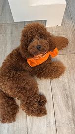 Accoppiamento/monta Barboncino nano Red pedigree