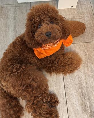 Accoppiamento/monta Barboncino nano Red pedigree