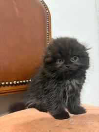 Gattini Scottish fold/straight