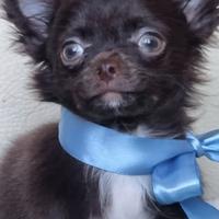 Chihuahua maschietto di piccola taglia