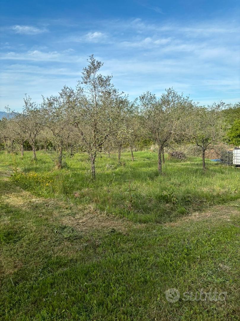 Fauglia (PI) terreno agricolo con annesso - Vista 4