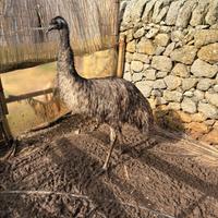 Emu femmina due anni sessata con documenti