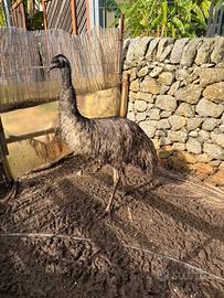 Emu femmina due anni sessata con documenti