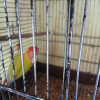 Pappagallo