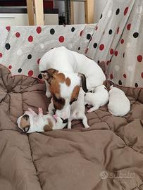 Cucciolata jack Russell
