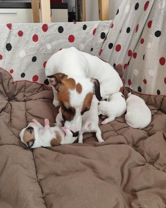 Cucciolata jack Russell