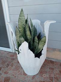 vaso compreso sanseveria 