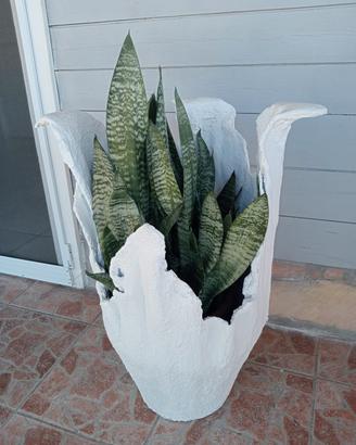 vaso compreso sanseveria 