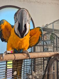 Pappagalli Palermo sicilia e provincia