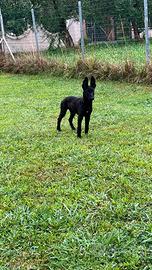 Cuccioli di pastore olandese