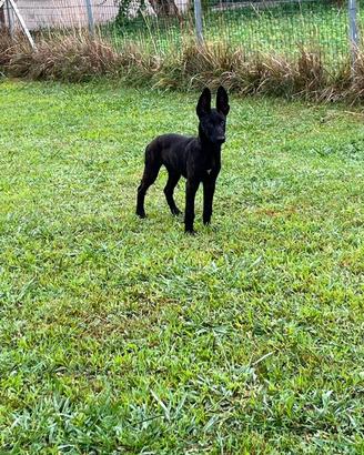 Cuccioli di pastore olandese