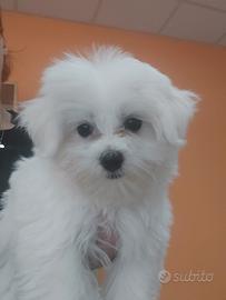 Maltese