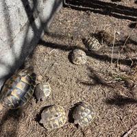 Baby tartarughe di terra - Testudo Hermanni