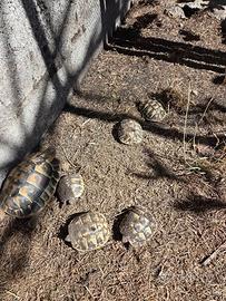 Baby tartarughe di terra - Testudo Hermanni