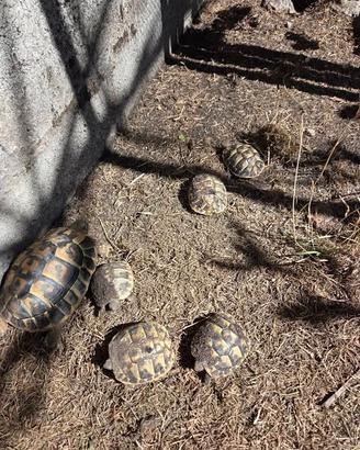 Baby tartarughe di terra - Testudo Hermanni