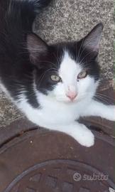 Cuccioli di gatto siberiano