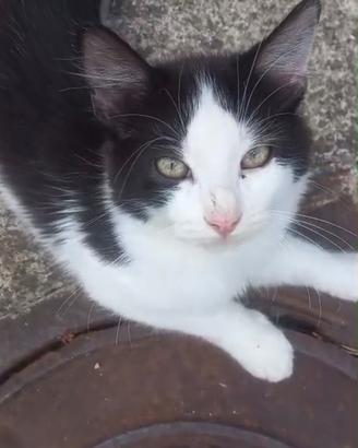 Cuccioli di gatto siberiano
