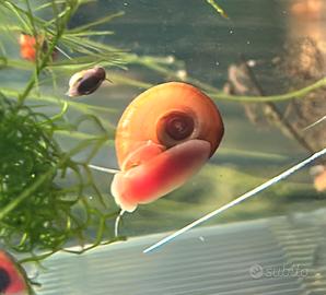 Lumache Ramshorn rosse acquario alghe + omaggio