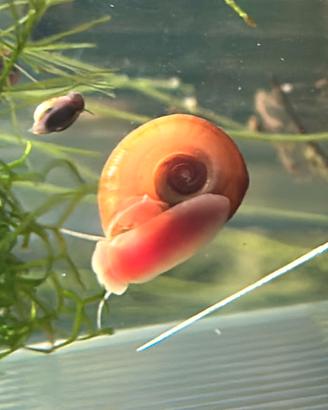 Lumache Ramshorn rosse acquario alghe + omaggio