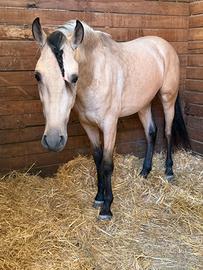 Cavallo