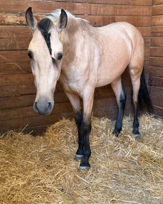 Cavallo