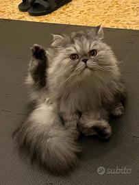 Gatto persiano sterilizzato