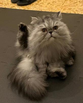 Gatto persiano sterilizzato