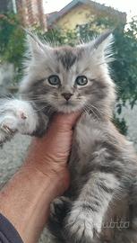 Gattini Maine Coon con pedegree libero