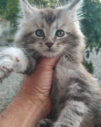 Gattini Maine Coon con pedegree libero