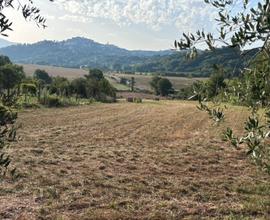 Terreno agricolo con casetta e locale attrezzi