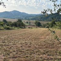 Terreno agricolo con casetta e locale attrezzi