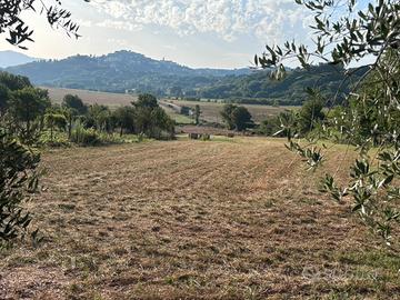 Terreno agricolo con casetta e locale attrezzi