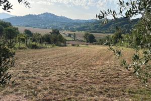 Terreno agricolo con casetta e locale attrezzi