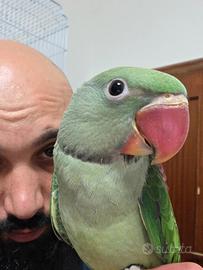 Pappagallo addestrato alessandrino