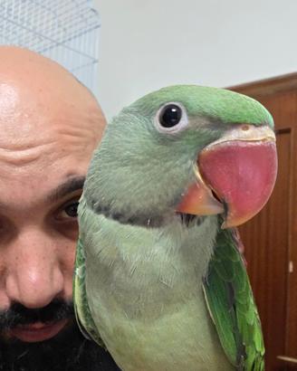 Pappagallo addestrato alessandrino