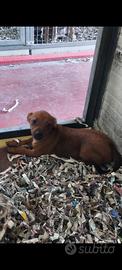 Pincher chihuahua